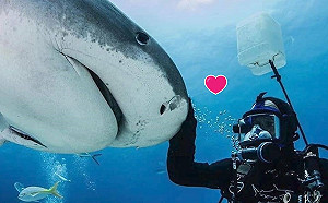 (影)20年前男子幫虎鯊拆魚鉤　從此牠每天來討摸他笑：是狗狗！