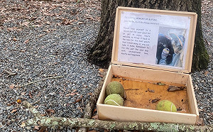 女子在狗公園瞧見神秘木箱有網球　走近看到心碎紀念文秒飆淚！