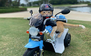 橘貓超「蝦趴」　熱愛出遊還有專屬小重機：姊就是潮！