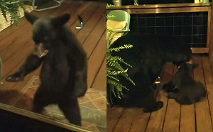 (影)熊寶寶好奇探頭試圖闖進屋　下秒媽現身慘遭教訓！