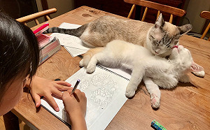 作畫頻被打斷　竟見兩主子「貓界八點檔」愛恨情仇全上演