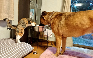 喵皇踮腳腳堅持「暢飲」大狗水碗　貓：「啊是有寫名字逆？」