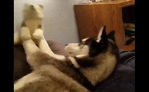 (影)哈士奇親玩偶下秒變猛甩　上演「浪漫愛情戲」：不吻我嗎？