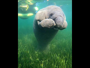 (影) 潛水巧遇可愛海牛寶寶 手手不停抓癢萌翻天:這是狗吧?