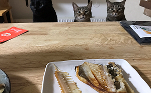 (影)主人享用魚料理　三隻貓坐在餐桌前「眼神憂傷」：我們呢？