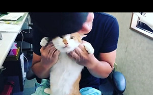 (影)來看看日本公司貓課長的上班日常：當貓其實很不容易捏