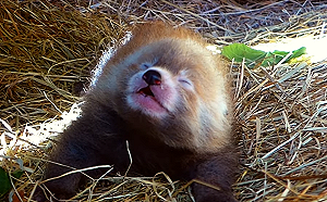 (影)荷蘭動物園喜迎小貓熊寶寶　鏡頭前突然「哈啾」萌翻所有人