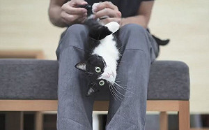 (影)賓士貓剪指甲超奇特　發出「哦哦～」神祕抖音網笑翻！