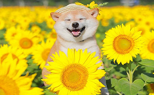 柴柴見到花海瞇眼燦笑好開心　網直呼：已融化啦！