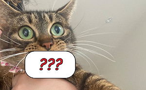 虎斑貓眼神超無辜嘴巴卻露餡　主人加碼爆料：這位是慣犯！