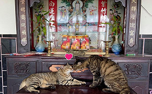 兩隻虎斑貓神桌上「曬恩愛」　媽笑：是要神明幫忙公證嗎？