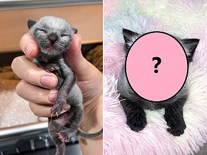 (影)女子中途灰黑色小浪貓　長大後「有色差」網笑：變狸貓嗎？