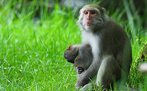 玉山國家公園小彌猴慘遭路殺　猴媽媽傷心欲絕抱屍不肯放手