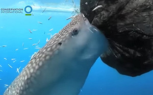 (影)鯨鯊張開「吸塵器大嘴」狂嗑猛吃小魚　眾人笑：網內吸到飽？