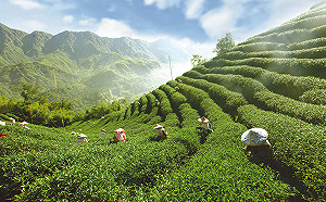 合法旅館住1晚就送免費小旅行！6路線玩出南投新滋味