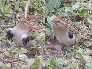 (影)巴西鳥大跳「神祕機械舞」　翅膀謎樣舞動網笑：好神奇！