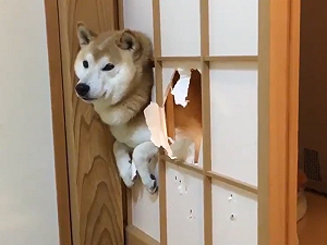 (影)「蠢柴」撞破紙門卡住動彈不得　主人無奈嘆：「你看看你！」