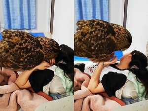 (影)巨型貓頭鷹和馬麻甜蜜撒嬌　卻怎麼看都像是在舉重健身？