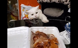 (影)貪吃白貓努力伸小手撈雞腿　皺眉凝視：給一口啦！