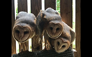 (影)倉鴞集體伸長脖子超魔性詭異繞圈　網驚：地獄三頭「貓」？