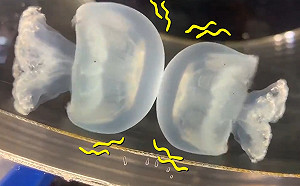 (影)日本水族館水母咚咚咚不停互撞　網被萌翻：腦中有聲音！