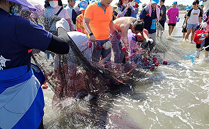 大安濱海樂園旁百人牽罟  中市議員施志昌：最傳統的共享經濟