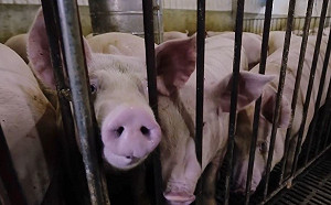 中元節前豬價已近百元！農業部：將增量5%至10%穩定價格