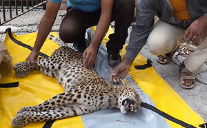 (影)野生豹遭卡車撞擊當場癱瘓　獲暖心救援竟奇蹟復原狂奔回野外！