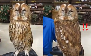 (影)貓頭鷹超軟Q扭轉身體也要看前方　網笑：內建防抖功能！