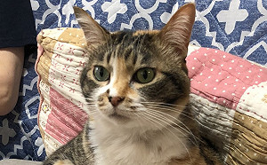 回老家發現三花貓學人類坐沙發看電視　她大驚：喵進化了嗎？