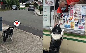 (影)狗狗聞熟悉音樂狂奔　熱情攀談冰淇淋叔叔：偶今天也很乖！