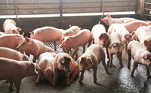 美豬牛開放進口 黃敏惠：把關食安不會退讓