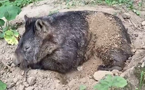 (影)飼育員好心幫袋熊撥沙　牠竟堅持「蓋回來」：這我的被被！