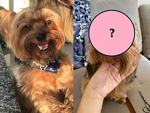 媽媽幫狗狗修瀏海說「會有多難？」　剪完後笑：我錯了！