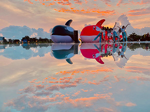 安平虎鯨Orca找到女友了！甜蜜雙虎鯨再掀安平打卡潮