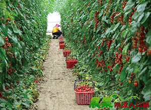 西南氣流造成農業損失！南台灣最嚴重  高雄損失472萬元