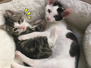 同胎喵喵獲救幸福長大　愛媽卻驚覺貓咪蒂娜怎麼樣都小一號！