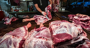 台灣溫體豬比馬桶還髒？動保團體：加強冷鏈系統才能贏過美國豬