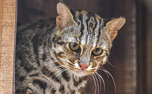 用插畫挺生態保育！13歲自學生紀錄石虎面臨現況