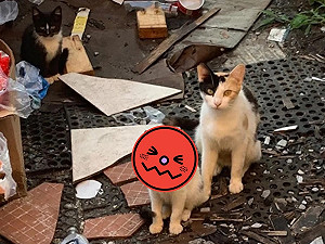 (影)母浪浪與孩子垃圾堆幸運獲救　一小貓基因神複製：太可愛！