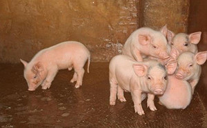 中國公務員辦公室投毒！山東官員驚傳飲水遭偷放「母豬發情激素」