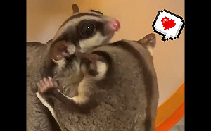 蜜袋鼯瘋狂蹭舔同伴表愛意　讓人不小心就被滿滿可愛爆擊！