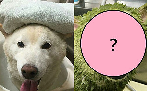 白柴做草藥浴驅蟲秒變「浩克汪」　網笑翻：新品種抹茶犬？