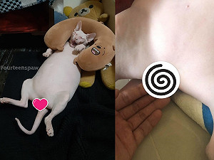 泰國無毛貓發福變大叔　蛋蛋也光溜溜網全歪樓：很想摸！