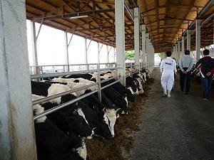 開放30月齡以上美牛進口 陳時中：風險僅10億分之一