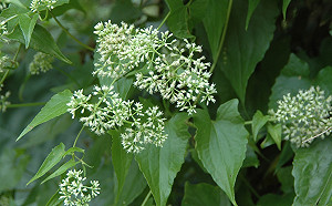 小花蔓澤蘭全國防治日    新北移除小花復育烏來杜鵑