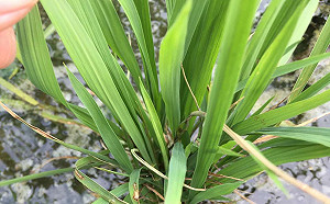 雲林葉稻熱、紋枯病現蹤！縣府提醒及早施藥防治