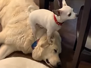 (影)短腿小白狗想爬上餐桌　竟踮腳猛踩大狗當成「腳踏凳」