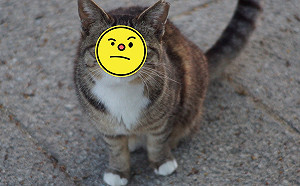 意外捕捉到貓咪「超微妙眼神」　心事重重好像有什麼話要說