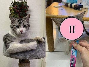 吃貨貓急咬肉泥媽手忙腳亂噴滿臉　網友笑瘋留言全歪樓！